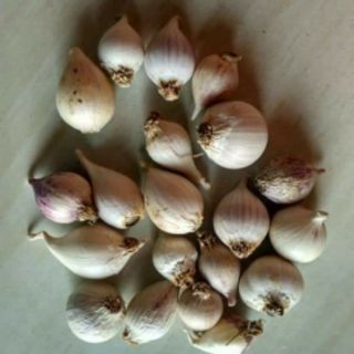 [500g Tỏi cô đơn] Đặc sản Sơn La