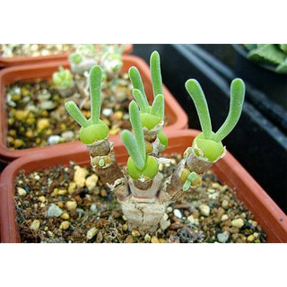 Hạt giống cây tai thỏ f1