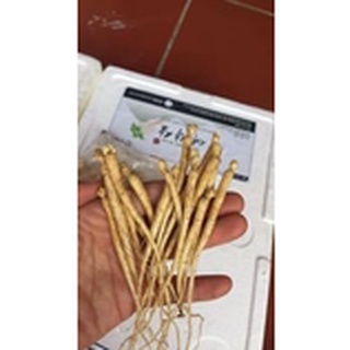10 Hạt Giống NHân Sâm Hàn Quốc Đã Nứt Nanh