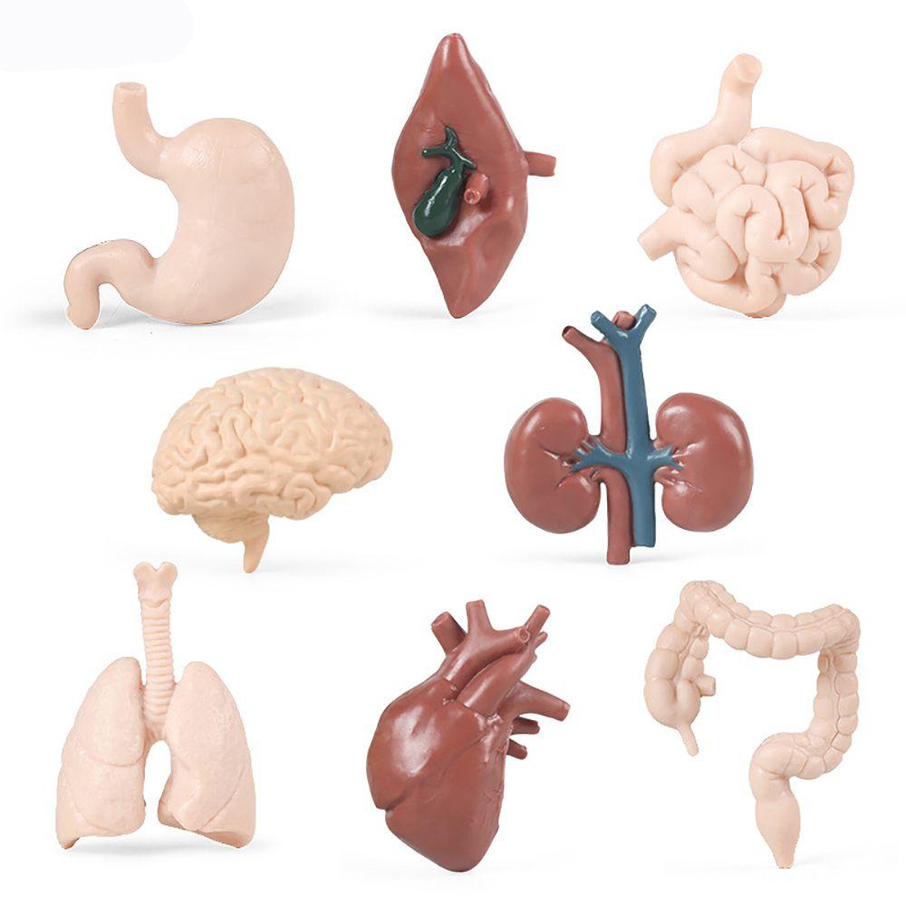Bộ 8 Mô Hình Đàn Organ Con Người Montessori Tự Nhiên Giúp Bé Học Hỏi