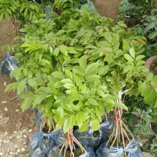 Cây giống Trám đen ,Trám trắng