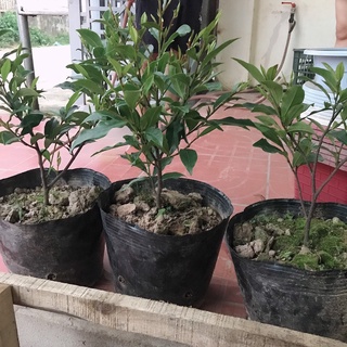 CÂY GIỐNG HOA LAN TIÊU