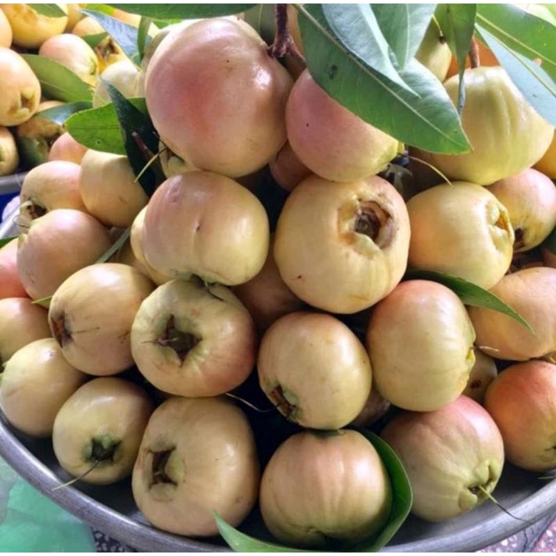 Cây mận lý