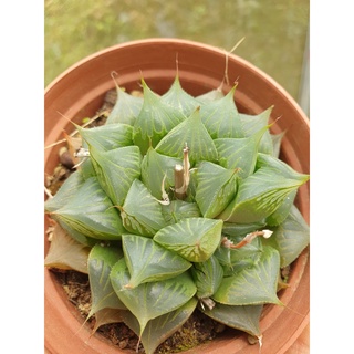 Haworthia .