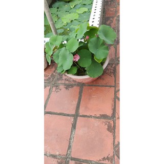 Củ sen mini hồng siêu nụ - Supper mini pink lotus
