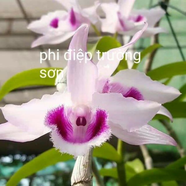 Hoa phong lan -  combo 2 cốc phi điệp trường sơn
