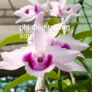 Hoa phong lan -  combo 2 cốc phi điệp trường sơn