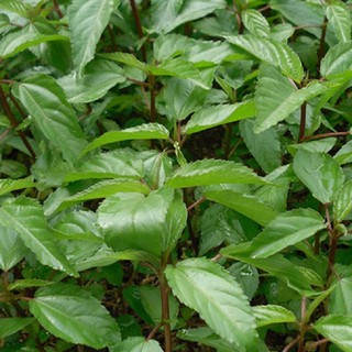 10GR - HẠT GIỐNG RAU ĐAY