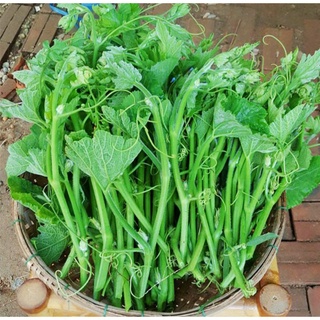Gói 10g hạt giống bí siêu đọt hn