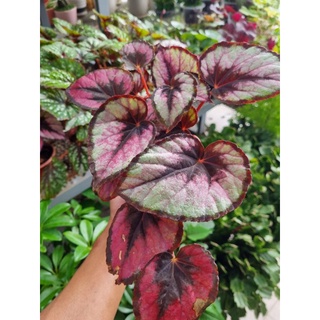 cây hải đường, begonia