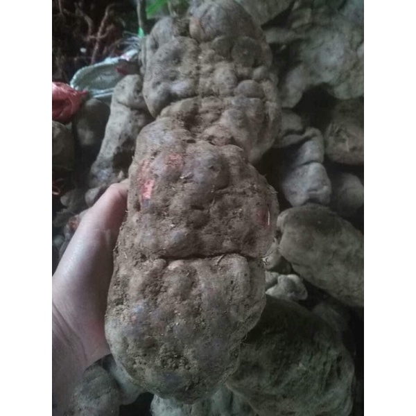 1kg HÀ THỦ Ô ĐỎ TƯƠI - HÀNG ĐẢM BẢO CHẤT LƯỢNG 100% - DƯỢC LIỆU HÀ HOÀNG