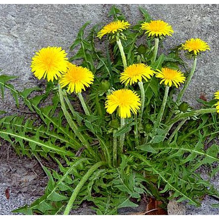 Bồ Công Anh gói 100g – Giải độc gan, thanh lọc cơ thể, ngừa Ung thư - JD076 | BigBuy360 - bigbuy360.vn