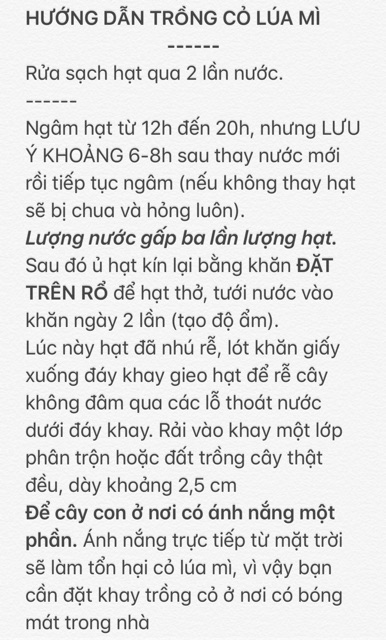 5OOG HẠT GIỐNG CỎ LÚA MÌ (ươm nảy mầm)