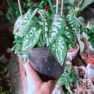 Cây Môn Trắng