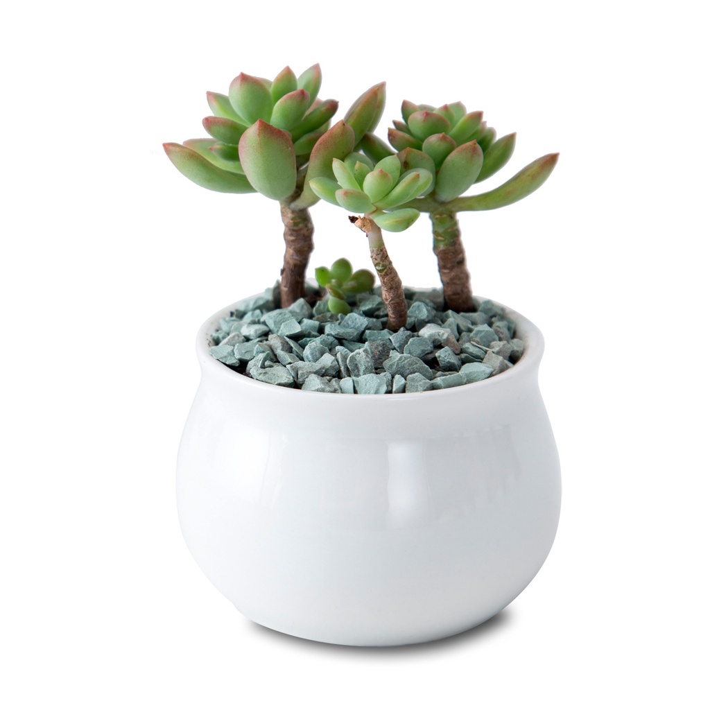 [6.5cmx7cmx5cm Tròn] Chậu trồng cây cảnh - Sen Đá - Xương Rồng - Hoa nhỏ (không bao gồm hoa)