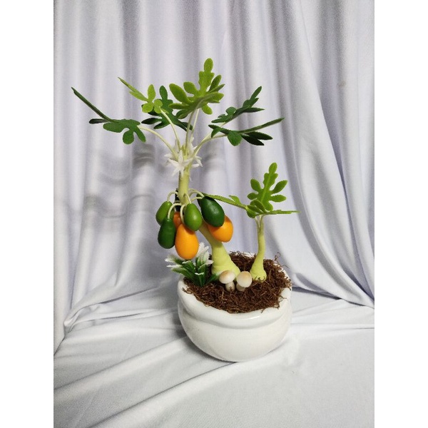 Chậu đu đủ đất sét cao 30cm