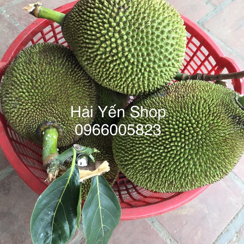 1 quả mít quê 2,8~4,5kg