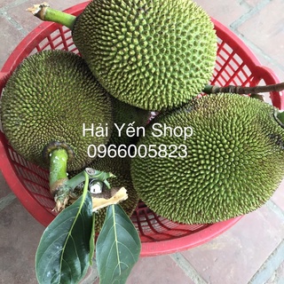 1 quả mít quê 2,8~4,5kg
