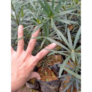 Cây Giống Tùng La Hán