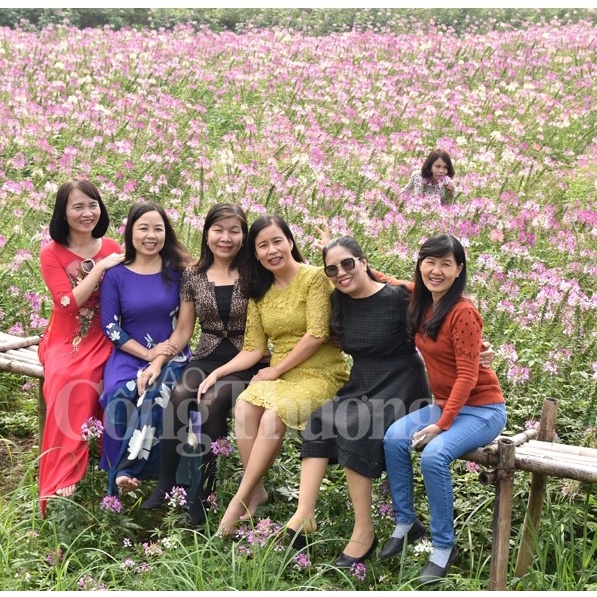 Túi 50 Hạt Giống Hoa Túy Điệp (Hồng Ri, Chiêu Quân) Cam kết nảy mầm 100%