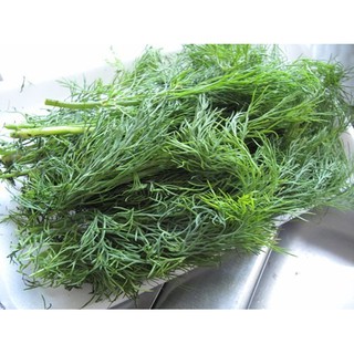 Hạt Giống Thì Là Bốn Mùa