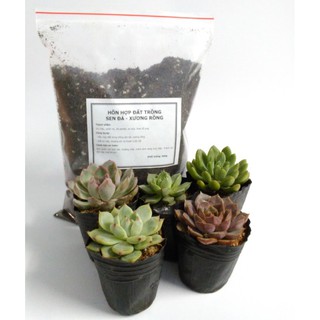 Combo 5 cây sen đá 5-8cm ngẫu nhiên + Gói 500g đất trồng🌵FREESHIP🔥Đã thuần khí nóng🌟  Bao đẹp