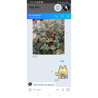 Dịch chuối đỗ chăm sóc hoa hồng