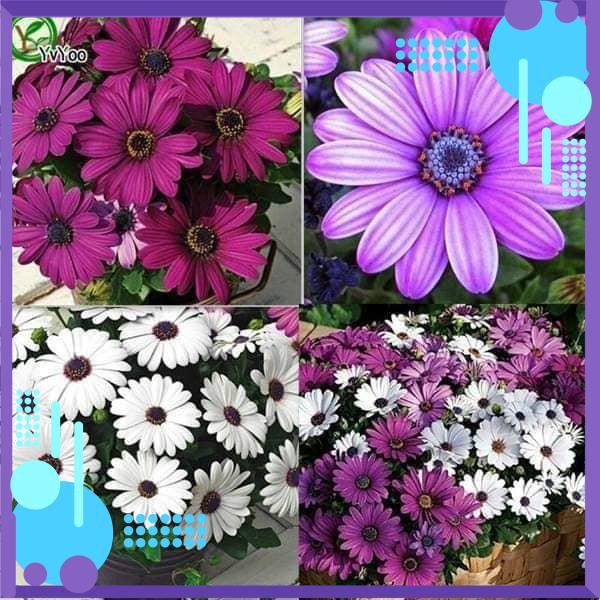🌺🌸 HẠT GIỐNG HOA CÚC CHÂU PHI 🌸🌺 .