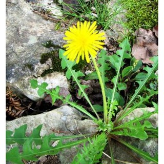 100hạt giống hoa bồ công anh lùn chuẩn hàng Công Ty