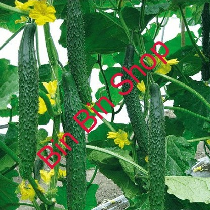 HẠT GIỐNG DƯA LEO NHẬT