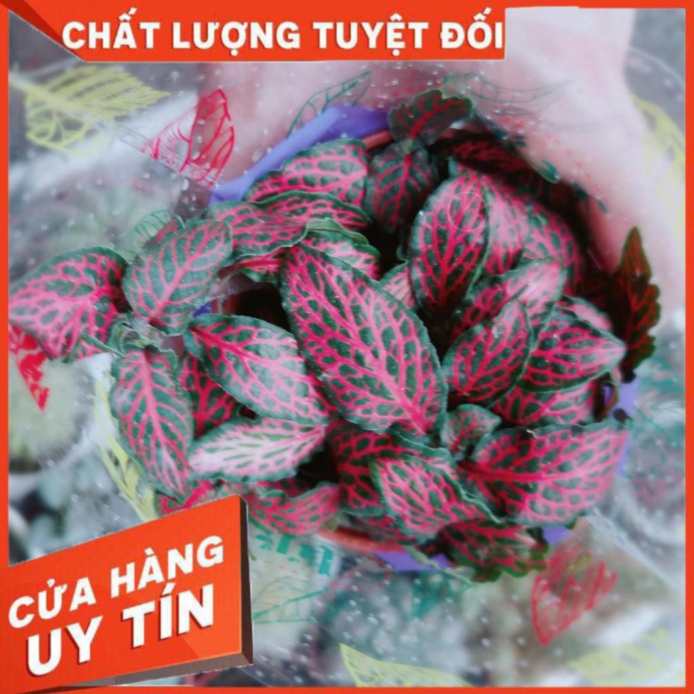 Lá cẩm nhung hay lá may mắn  Nhiều Người Mua