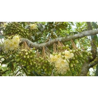 Phân Bón Lá Siêu Ra Bông Đậu Trái GA3 - Ba lá Xanh gói 10ml