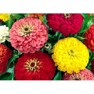 Hạt giống Cúc SUSI (tặng kèm phân bón)