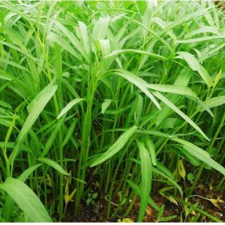 Hạt giống Rau Muống Trắng (F1)