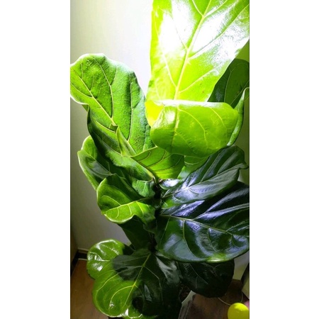 Bóng Lá Floralife Leafshine từ Mỹ - Bình xịt bóng lá 750ml hàng chính hãng