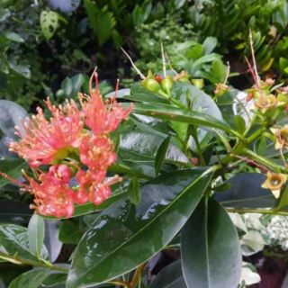 Cây mai thái.đang hoa và nụ(tặng kèm phân bón)