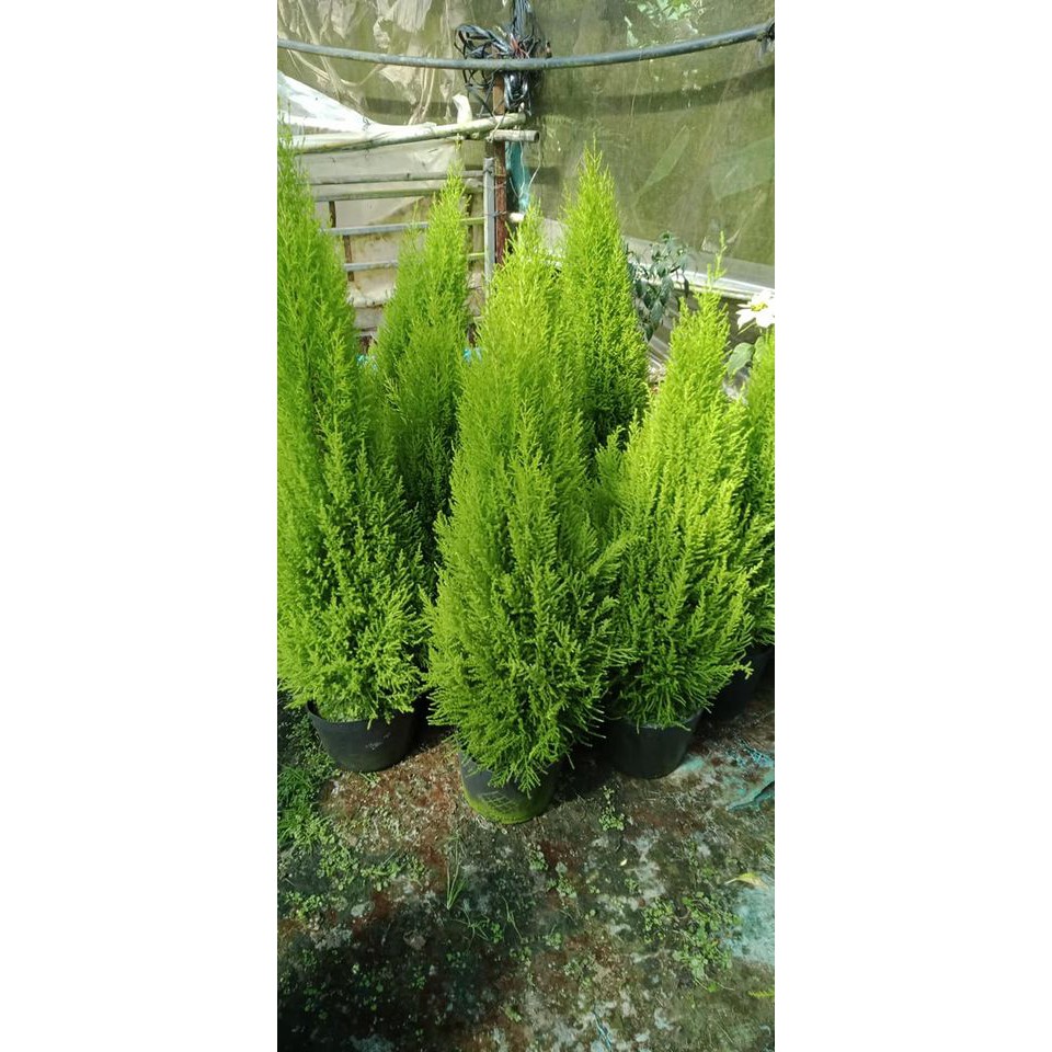 Cây tùng thơm trang trí noel cao 80-90 cm (ảnh thật số 2)