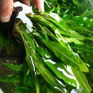 Cây thuỷ sinh Dương xỉ lá hẹp