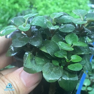 Hồng Ba Tiêu - Cây thủy sinh siêu đẹp.