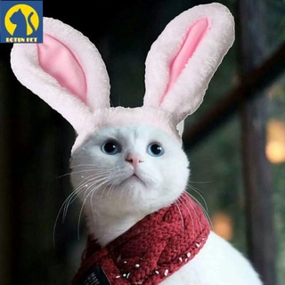 Tai thỏ cho chó mèo