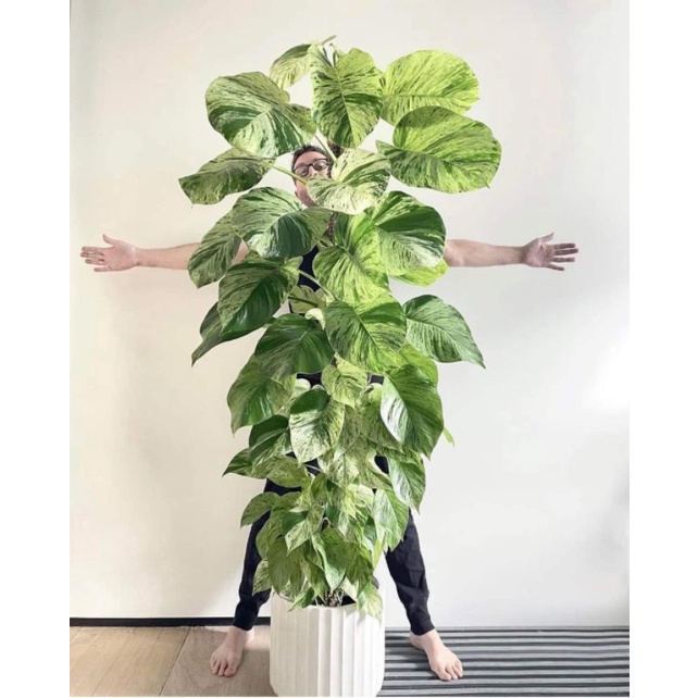 Chậu cứng Trầu bà Marble Queen