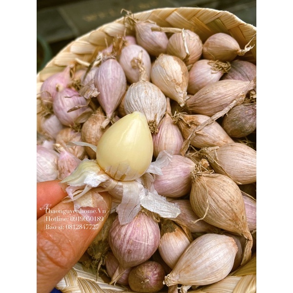 Tỏi đen 1 nhánh (củ nhọn không phải củ tròn TQ)