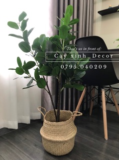 Cây Hạnh Phúc tặng giỏ cói cao cấp