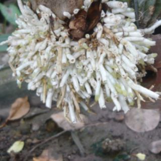 Kích rễ: Phân trung lượng