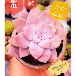 Sen đá dĩa hồng lỗi 1 đổi 1