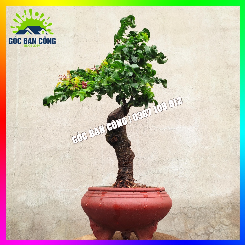 Cây Khế Bonsai Mini - KT02