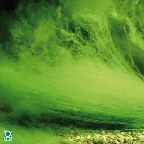 Diệt rêu chùm hồ cá cảnh của hảng JBL Đức- algopond direct