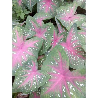 cây mon cảnh (khoai môn lá đỏ)