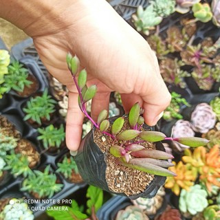 Sen đá ruby necklace - Purple Flush size bầu