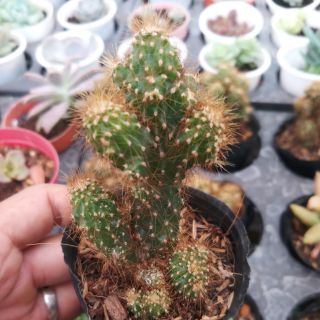 Sương rồng trụ cổ